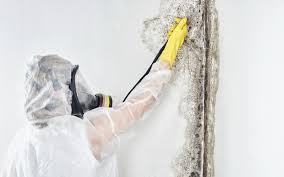 Professional Mold Removal Services in Middletown, KY